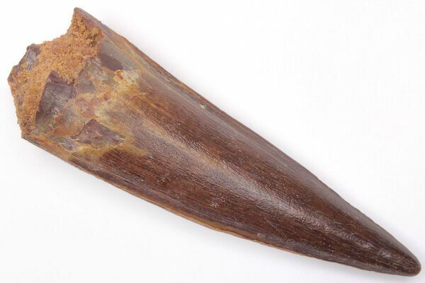 A Spinosaurus tooth with excellent enamel preservation and an unworn tip.  These rare, high quality teeth are highly desirable among collectors and fetch much higher prices.